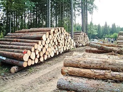 کشف بیش از ۴۰ تن چوب قاچاق در هوراند