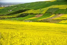 تولید بیش از ۵۳۰۰ تن کلزا در لرستان؛ آماده‌سازی برای کشت سال زراعی جدید آغاز شد