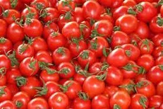 صادرات ۳۰۰ تن گوجه‌فرنگی و برداشت ۵۰ هزار تن محصولات باغی در گچساران