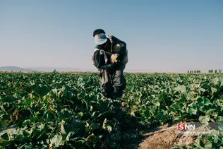 برداشت طالبی از مزارع قم