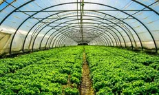 بسته‌های حمایتی برای توسعه کشت گلخانه‌ای ارائه می‌شود