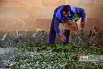 کرم ابریشم