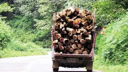 کشف بیش از ۲ تن چوب قاچاق بلوط و دستگیری ۵ سارق در بویراحمد