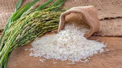 سطح زیرکشت برنج به ۶۳۰ هزارهکتار می&zwnj;رسد