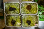 پخت غذای موکب هییت الزهرای دانشگاه شریف