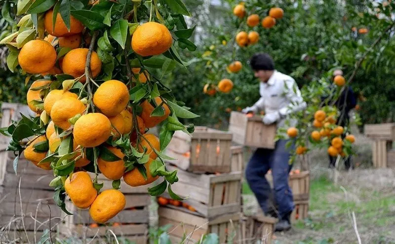 قیمت مرکبات مازندران بین ۷۰ تا ۱۵۰ هزار تومان تعیین شد
