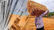 گندم با نرخی بالاتر از واردات خریداری خواهد شد