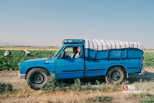 برداشت طالبی از مزارع قم