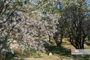 شکوفه های بهاری منطقه مهارلو استان فارس