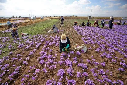 جای خالی زعفران خراسان شمالی در بازار بورس / صادرات انگور شمال شرق کشور در دستور کار مدیران