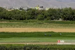 تخریب باغات