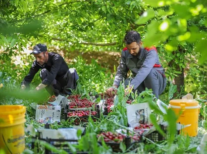 آغاز برداشت آلبالو از باغ&zwnj;های استان آذربایجان غربی