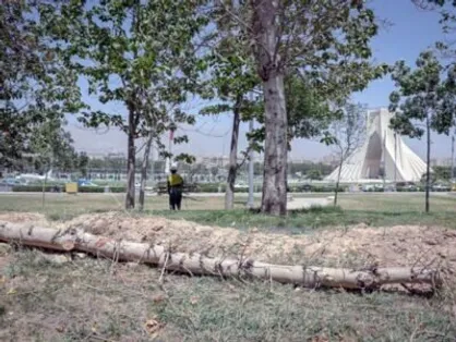 درخت قطع شده در میدان آزادی خشک بود/ قصور منابع طبیعی در خشکی درختان چیتگر و سرخه&zwnj;حصار