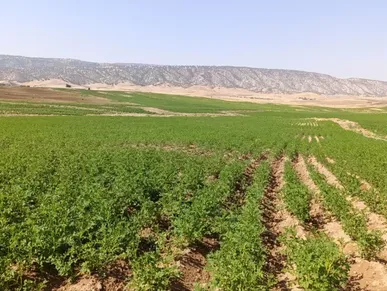 رشد ۲۳۳ درصدی تولید بذر سیب‌زمینی در ایلام؛ پیش‌بینی تولید ۲ هزار تن بذر گواهی‌شده