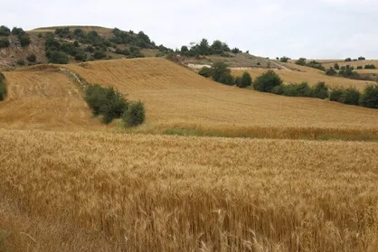 بسته حمایتی دولت برای تولیدکنندگان دام و طیور آماده شد/نهاده&zwnj;های دامی در سامانه بازارگاه اشباع شد