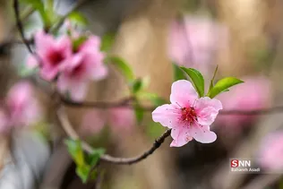 چند قدم مانده تا بهار