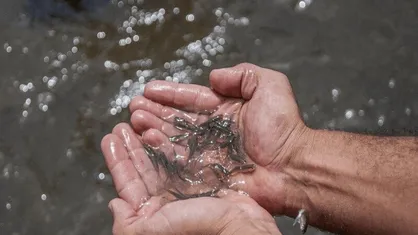 رهاسازی ۱۲۰ هزار قطعه بچه&zwnj;ماهی در دریاچه گیلارلو گرمی
