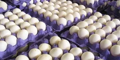 افزایش ۱۰۰ درصدی واردات تخم مرغ به کشور