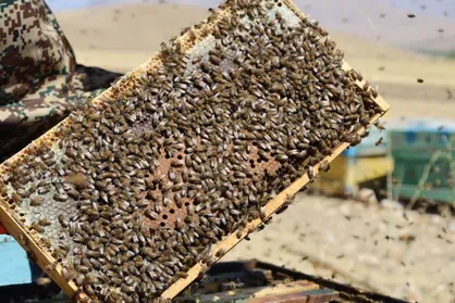 پیش&zwnj;بینی افزایش چشمگیر تولید عسل تا ۵۰۰۰ تن در چهارمحال و بختیاری