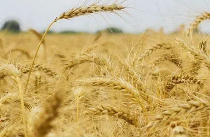 صعود قیمت گندم در بازارهای جهانی