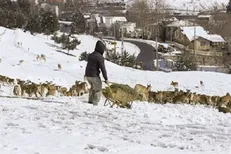 نجات حیات‌ وحش البرز جنوبی در دمای منفی ۲۲ درجه/ آغاز عملیات علوفه‌رسانی در برف و یخبندان شدید+ فیلم