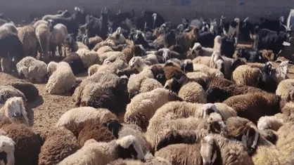 کشف یک هزار راس گوسفند فاقد مجوز در فارس