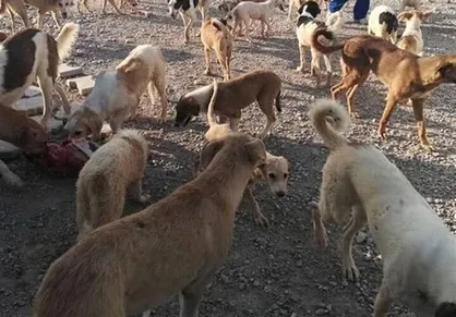سگ&zwnj;های ولگرد در دماوند میش را زنده زنده خوردند + فیلم