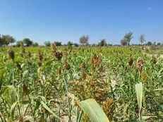 برگزاری سرشماری کشاورزی استان تهران در آبان سال جاری/ تولید ناخالص ۷ درصد از محصولات کشاورزی کشور در تهران