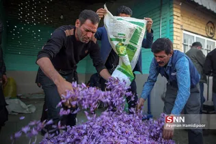 برداشت زعفران در شهرستانهای تربت حیدریه و زاوه