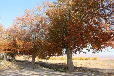 بارش باران به کمترین سطح ۳۰ سال گذشته رسید/ نخستین باران پاییز کی می‌بارد؟