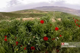شقایق وحشی