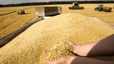 ۲۲ مرکز خرید تضمینی گندم در قزوین آماده خدمت‌رسانی به کشاورزان شدند