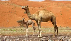 واکاوی مشکلات شترداران خراسان جنوبی/ ظرفیتی که مغفول ماند!   
