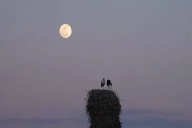 «خانه‌ای برای لک‌لک‌ها» آماده نمایش شد