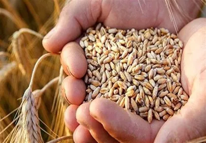 آغاز خرید گندم صنعتی با قیمت ۱۲۰۰۰ تومان