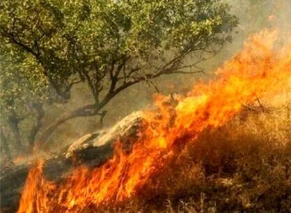 آتش&zwnj;سوزی در جنگل لویزان تهران اطفاء شد