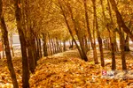 پاییز