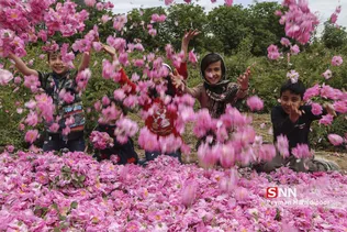 گل محمدی