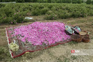 گل محمدی