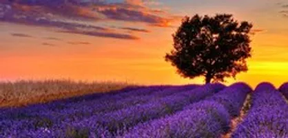 نمایی زیبا از مزارع اسطوخودوس در شبه جزیره کریمه
