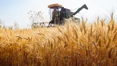 مجوز واردات ۲۰ هزار تن گندم به خراسان شمالی اخذ شده است