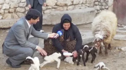 دام&zwnj;های چندقلوزای افشاری در پارک علم و فناوری زنجان تولید شد