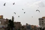 پرندگان مهاجر