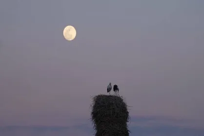 &laquo;خانه&zwnj;ای برای لک&zwnj;لک&zwnj;ها&raquo; آماده نمایش شد