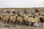واکسن ذام