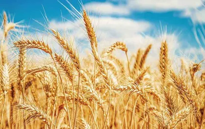 پیش&zwnj;بینی رکورد جدید در تولید گندم ایران