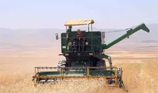 آغاز رسمی برداشت و خرید تضمینی گندم در ایلام / پیش‌بینی تولید بیش از ۴۰۰ هزار تن