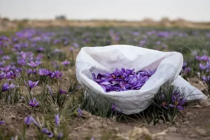 زخم بحران آب بر تن تولید زعفران خراسان رضوی