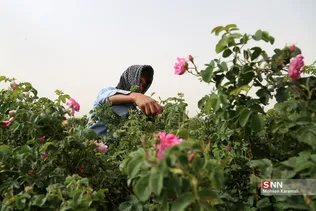  برداشت گل محمدی در قم 