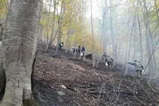 جنگل نشینان مازندران زغال و هیزم رایگان توزیع کردند